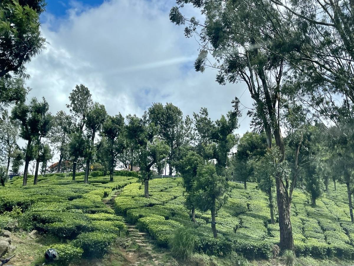A footpath winding through tea bushes and tall shade trees on the estate