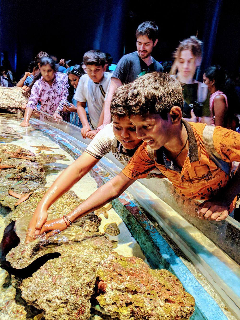 Students reaching into a touch pool at an aquarium in Singapore
